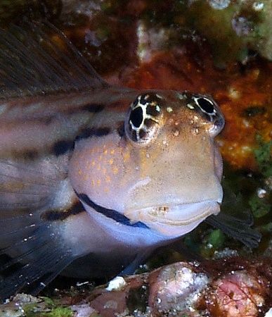 Redsea combtooth blenny taken at Quays site, Ras Mohamed ... by Nikki Van Veelen 