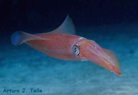 Squid. Taken during a night dive in the northwest of Gran... by Arthur Telle Thiemann 