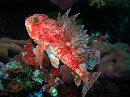 Dragonhead in Red

Photo taken in Croatia - Krk
Sea & ... by Martin Wierda 