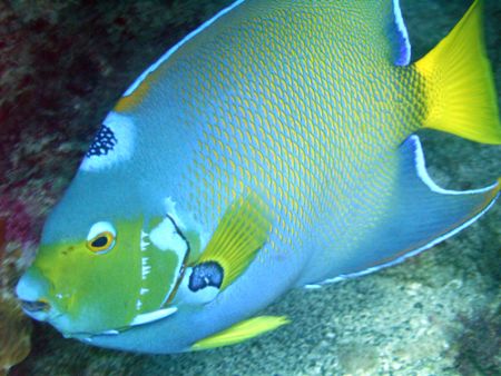 The most beautiful fish in the reef by Lora Tucker 