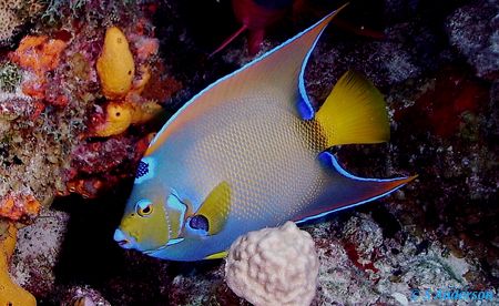 Yes, another Queen of the Sea! Taken in Cozumel. the came... by Steven Anderson 