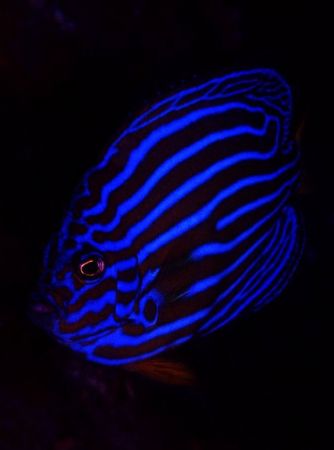 Blue Line Angelfish.
 by Steve Kuo 