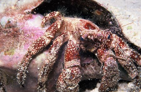 Just hanging out, Hermit Crab taken with a Nikonos V, 35m... by Mike Smith 