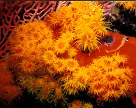 Yellow cup coral, Nikonos V with 1: close up lense by Marylin Batt 