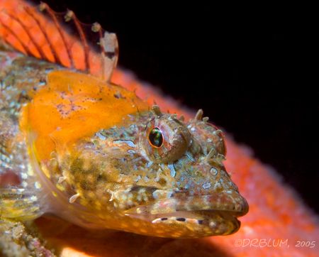 Coraline Sculpin, Artedius corallonus, Coast Guard Breakw... by Dan Blum 