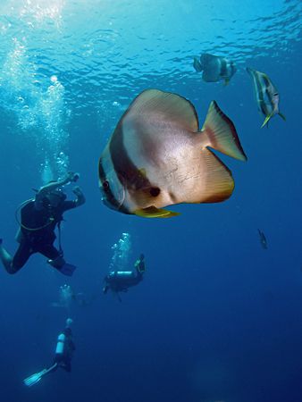 Diving With The Bats! Taken In Redang With Canon S80. by Edvin Eng 