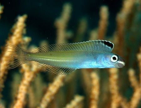 Plagiotremus townsendi (couldn't find the normal name) ta... by Nikki Van Veelen 