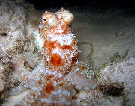 Octopus feeding on a take-out meal. The bulge in the arms... by Christine Huffard 