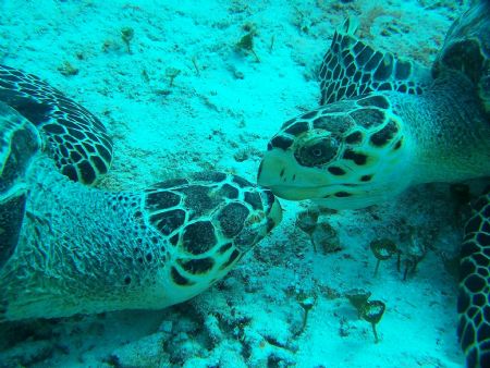 "First Kiss" 
Jan.07, Cozumel, friends let me know, turt... by Debbie Allen 