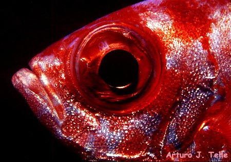 Bigeye. Gran Canaria, Canary Islands. 
Pentax LX with 50... by Arthur Telle Thiemann 