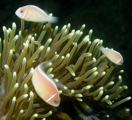 Maldives 2006. by Chris Wildblood 