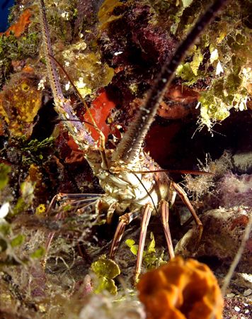 Lobster poking head out to check out my dome. Rather frie... by Tara Artner 
