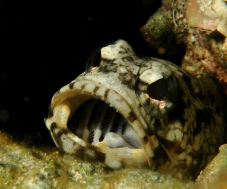 Jawfish. 

 by David Heidemann 