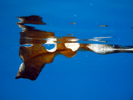 does macro-free floating count?

Leaf at the surface by Christine Huffard 