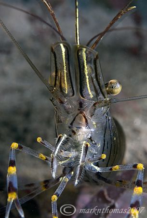 Common Prawn.
Trefor Pier, N. Wales.
D200, 60mm. by Mark Thomas 