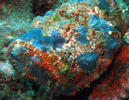 Blue Scorpion Fish - Taken at Monkey Beach dive site in P... by Arthur Castillo 