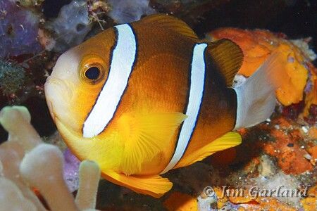 Clown - Chuuk. by Jim Garland 