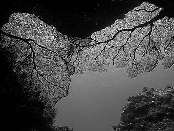 Sea Fans- Serpentine- Saipan by Martin Dalsaso 