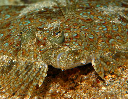 Flatfish. I believe this is a Panther Flounder. I found h... by Mathew Cook 