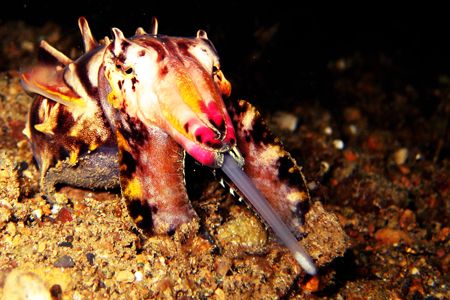 Flamboyant Cuttlefish feeding on plankton that have been ... by Carlos Munda 