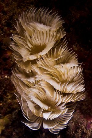 Christmas tree worms shot at aprox. 5m deep in Baleal, Po... by Joao Pedro Tojal Loia Soares Silva 