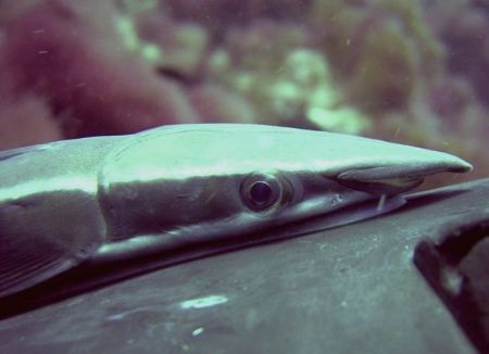 Ramora clinging to my wifes cylinder boot.Wi-diz-zurriq M... by Ian Palmer 