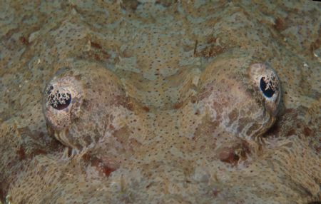 Crocodile fish relaxing with a pal. by Howard Gilmour 