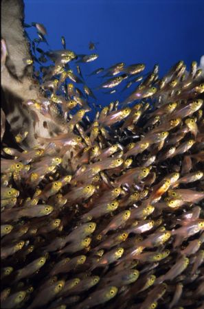 Managed to get very close to a school of silversides and ... by Richard Smith 