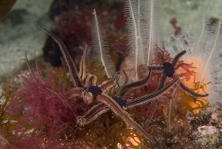 Brittle stars. Scotland. S2PRO, 60mm. by Derek Haslam 