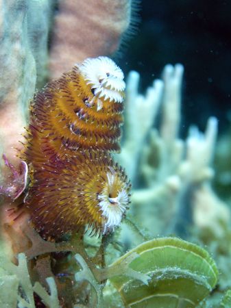 Christmas Tree Worm by Lora Tucker 
