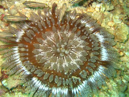 Intersting Anenome, looks like a Persian Rug. Gulf of Oman. by Ben Nichols 
