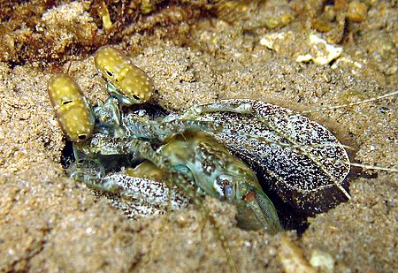 Mantis shrimp (Stomatopod- Lysiosquillina maculata) waiti... by Christine Huffard 