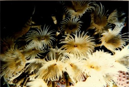 Feather dusters, Gunaha, Honduras
Nikonos V with 1:5 clo... by Marylin Batt 