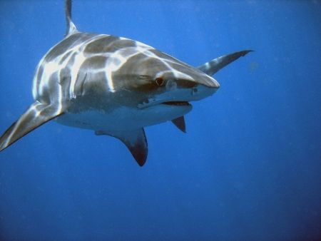 Tiger shark near the surface, South Africa. Sony Cybersho... by Samuel Kemp 