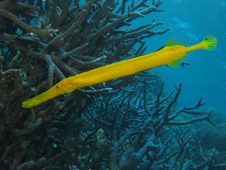 Trumpet fish-Great Barrier Reef- Aust by Joshua Miles 