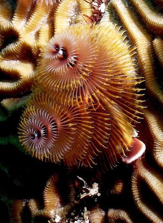 Christmas tree worms - Taken in Roatan 2006 by Steven Anderson 