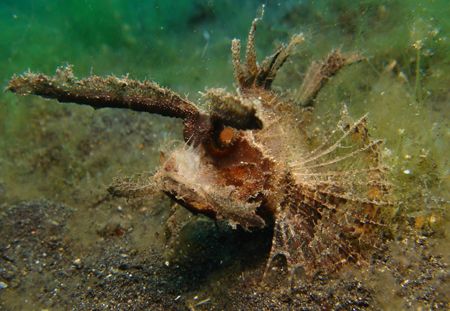 Ambon Scorpionfish @ Lembeh to many "bits" to get gd focu... by Rory Ferguson 
