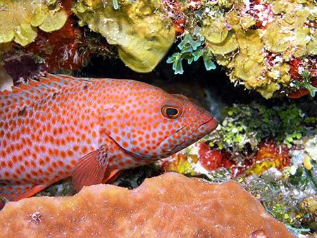 rock cod grouper family)image taken in cozumel(mexico) du... by Simon Morton 