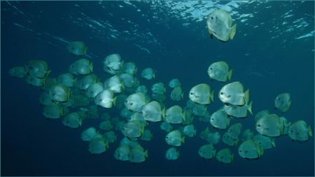 Schooling Batfish on Sipadan by Paul Hunter 