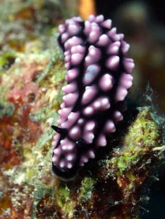 Nudi G.B.R. Aust by Joshua Miles 