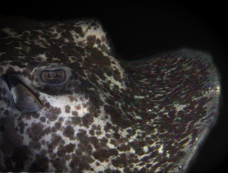 Sting Ray in cavern by Martin Dalsaso 