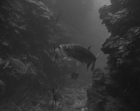 School of Tarpon in coral canyons of Bullwinkle East duri... by Jim Lagone 