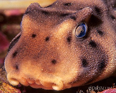 Horn Shark, Heterodontus francisi, Face Detail,
Catalina... by Dan Blum 