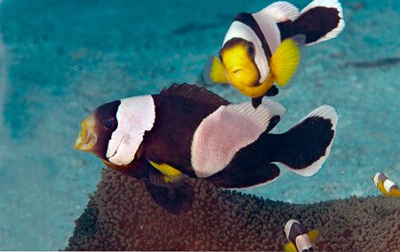 Saddleback anemone fish, Solomon Islands by Andy Lerner 