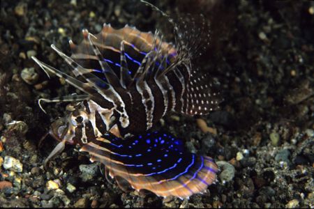 Gurnard Lionfish, quite a stunning fish by Richard Smith 