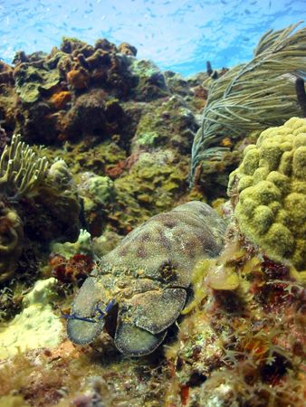CFWA of slipper lobster at Rainbow Canyons, British Virgi... by Terry Moore 