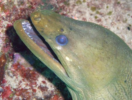  Moray eel by Lora Tucker 