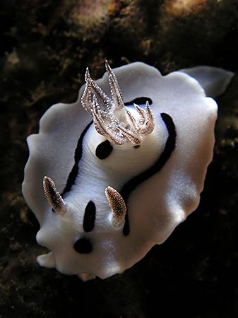 Ghost in Wakatobi reefs by Cipriano (ripli) Gonzalez 
