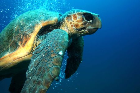 Old Loggerhead at roonies by Clive Ferreira 