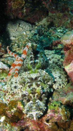Crocodile fish with a friend. by Steve Dee 